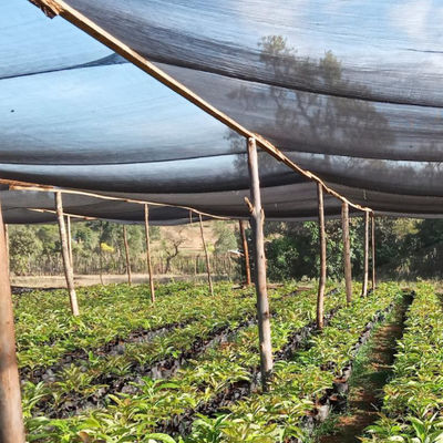 Porcellana rete agricola dell'ombra di verde del sole del nuovo materiale dell'HDPE di 100% fornitore