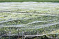 Insetto agricolo del giardino della maglia dello schermo dell'insetto della serra che cattura con la rete iso dello SGS elencato fornitore
