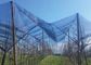 Il clima all'aperto del reticolato di zanzara della serra del giardino cattura con la rete UV stabilizzato per lunga vita fornitore