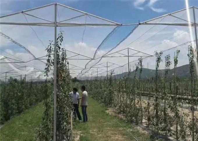 Protezione agricola con il reticolato netto UV della maglia dell'insetto del frutteto e l'anti grandine per di meli