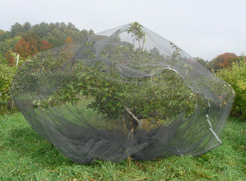 Filo di ordito tricottato coprendo il reticolato di protezione della borsa della maglia dello schermo dell'insetto dell'albero da frutto
