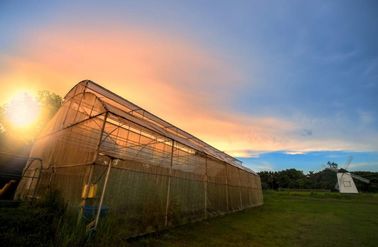 Reticolato 100% della maglia dell'insetto dell'HDPE 4x50m per la scuola materna della serra/agricolo fornitore