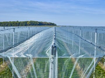 Reticolato 100% della maglia dell'insetto dell'HDPE 4x50m per la scuola materna della serra/agricolo fornitore