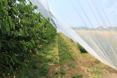 Reticolato 100% della maglia dell'insetto dell'HDPE 4x50m per la scuola materna della serra/agricolo fornitore