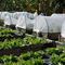 HDPE netto Mesh Fabric di anti dell'insetto dell'afide della drosofila protezione della mosca della frutta per la fabbrica di verdure del reticolato della copertura del giardino fornitore