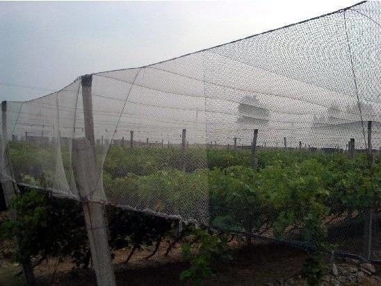 250 metri dell'HDPE dell'insetto di reticolato 100% della maglia per la serra di verdure agricola