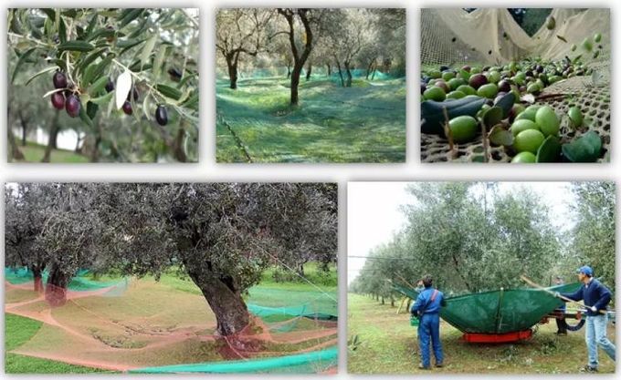 Rete verde oliva del raccolto dell'HDPE per la raccolta le olive e degli altri frutti durante le stagioni del raccolto